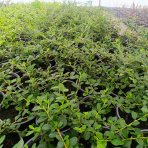 Skalník Dammerov (Cotoneaster Dammeri) ´CORAL BEAUTY´ - výška 10-15 cm, ⌀ 20-40 cm, kont. C2L
